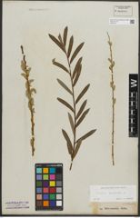 Foto von Salix purpurea L.